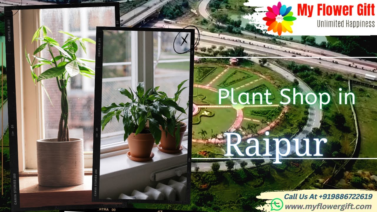 Plant shop in Raipur Online Plant Delivery in Raipur Same Day and