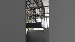 Jagate udan Bae JD e pd ke atisen