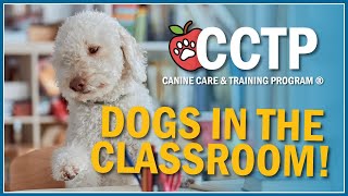 Canine Care and Training Program | What is it?