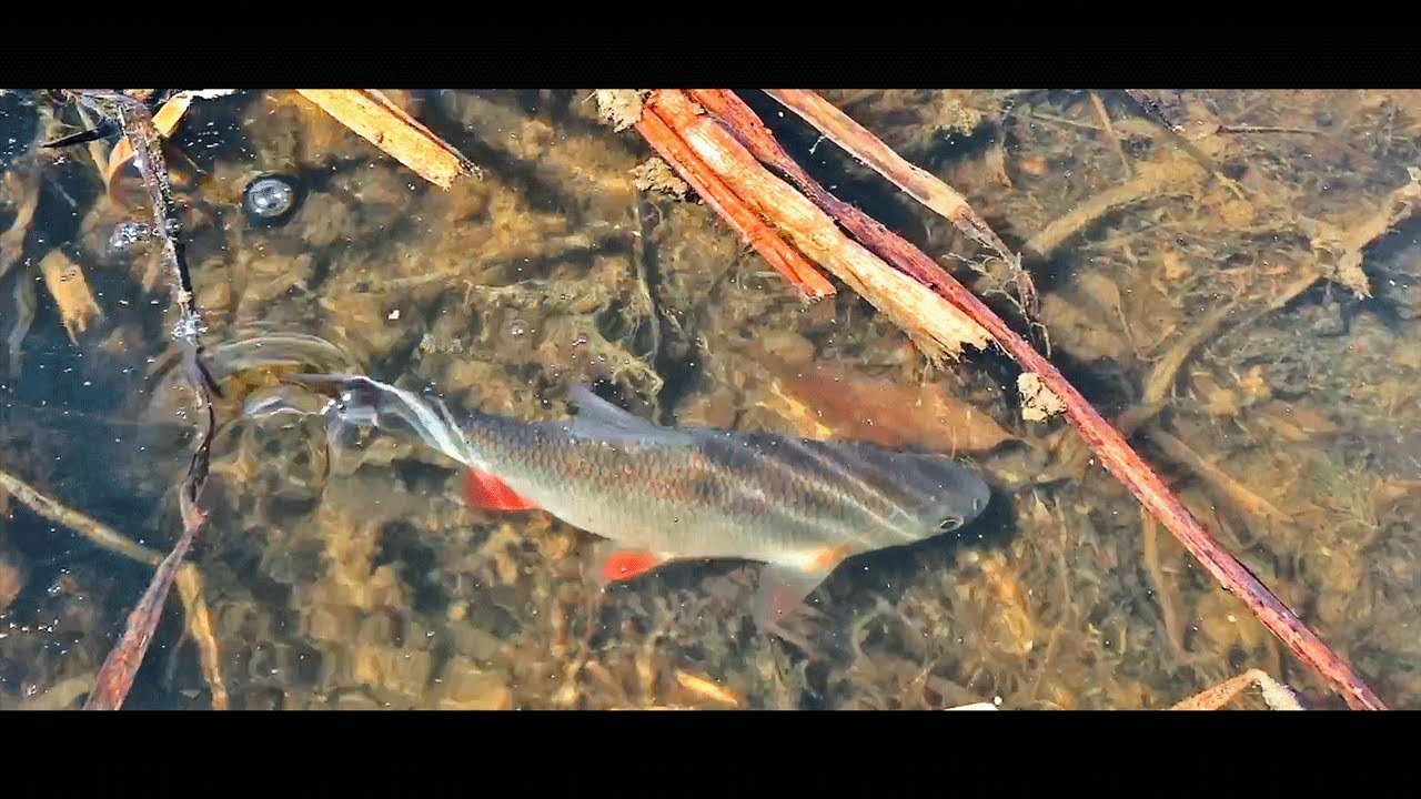 НАШЛИ НА БОЛОТЕ МНОГО РАЗНОЙ РЫБЫ! Рыбалка весной 2019 на Мормышинг