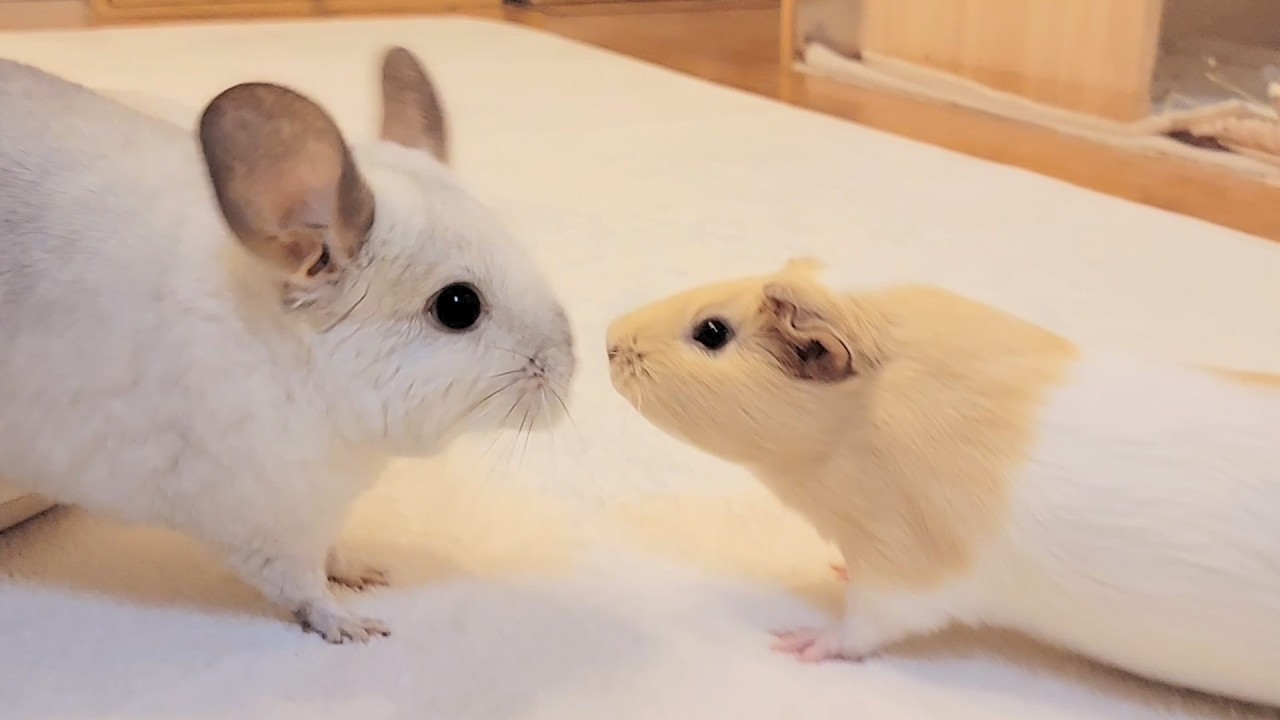 Baby Guinea Pigs and the Chinchilla Brothers — Their First Meeting