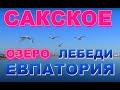 Крым Сакское Розовое озеро Лебеди по трассе в Евпаторию ждут туристов всегда