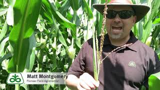 Corn Plant Pollination