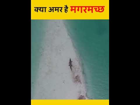 क्या CROCODILE मरते नहीं हैं | Do Alligators & Crocodiles Die of Old