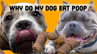why do dogs  eat poop by Gods Creations Daily 105 views 1 year ago 4 minutes, 27 seconds
