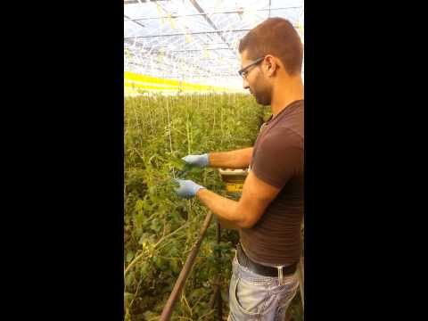 Video: Moet je tomatenplanten roteren?
