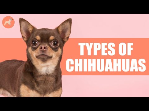 Video: Panduan untuk Kepala Apple Chihuahua