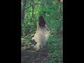 Lily ~Alan Walker, Emelie Hollow, and K-391|Lyrics video|#shorts