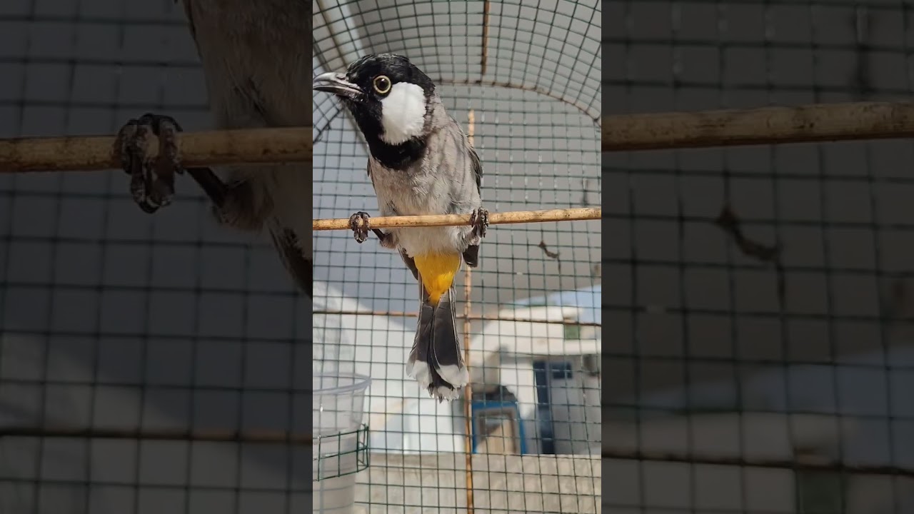 بلبل عيراقي لا فتح بلبل عنيد وحشي 