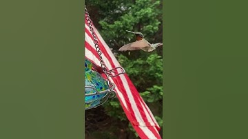Ruby Throated Hummingbird  in Maryland, USA