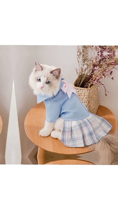 Cute Cat Costume || Baju Kucing Lucu