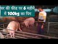 घर की फीड पर चल रहा 1500 पिग का फार्म । pig feed formulation । kisan farming