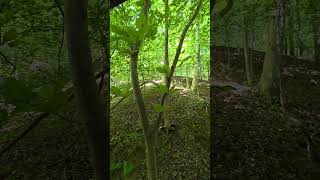 ASMR Leaves Crunching Nature Sounds #asmr #nature #trending #shortvideo