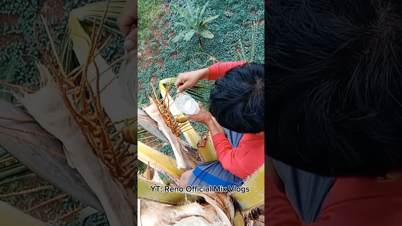 Coconut Sap! Collecting Coconut Nectar #6  