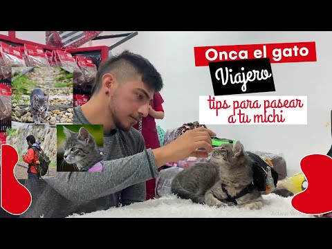 Video: 9 Mejores Ofertas De Black Friday En Bienestar Para Gatos