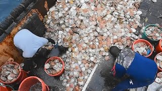 Fishing and Processing Millions Tons of Seafood Every Day