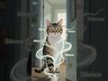 История первая: Кот, который собирал тишину
