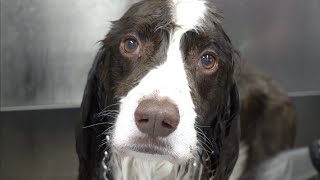 A fierce hunter with a kind heart | Springer Spaniel