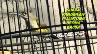 Pijantung Pisang Betina Gacor Memanggil Pijantung Jantan Agar Cepat Bunyi  kicautembak 