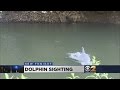 Dolphin Spotted In NJ River