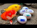 Strongest Koi Fish - Stop Motion Relaxing Unbelievable Catfish, Eel Egg, Seafood Catching by Cuckoo