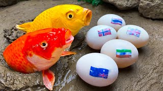 Strongest Koi Fish - Stop Motion Relaxing Cooking Catfish, Eel Egg, Seafood Catching by Cuckoo