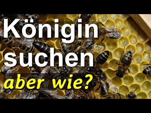 Video: Respawn die Bienenkönigin am Tag?