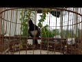 Hót Đấu Kích Trống Căng Lửa || Luyện Giọng Chòe Than || Kacer