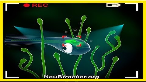 Breaking News | Tracking live brain activity with the new neubtracker open-source microscope