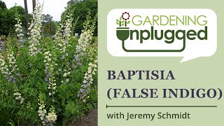 Gardening Unplugged - Baptisia (False Indigo) with Jeremy Schmidt