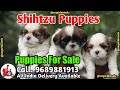 Shihtzu puppy for sale at Sagar Kennel