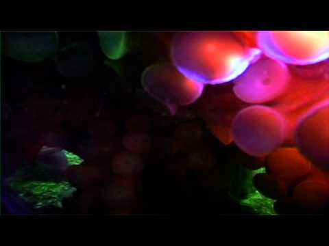 Crazy Octopus tries to eat camera