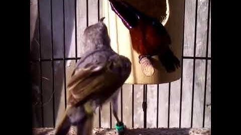 Burung konin KAWIN