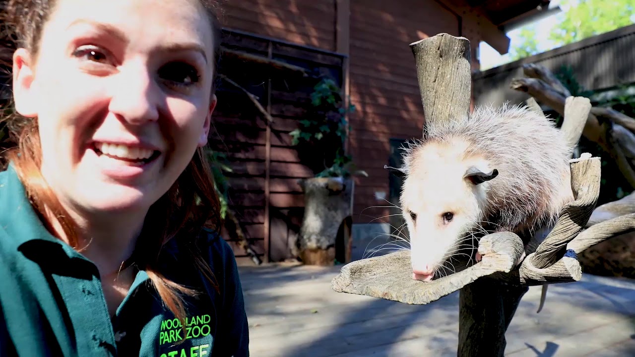 Virginia Opossum: Animal Spotlight with Keeper Kelly - Virginia Opossum: Animal Spotlight with Keeper Kelly