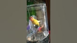 Lovebird durasi / lovebird ngekek 2 menit tanpa jeda