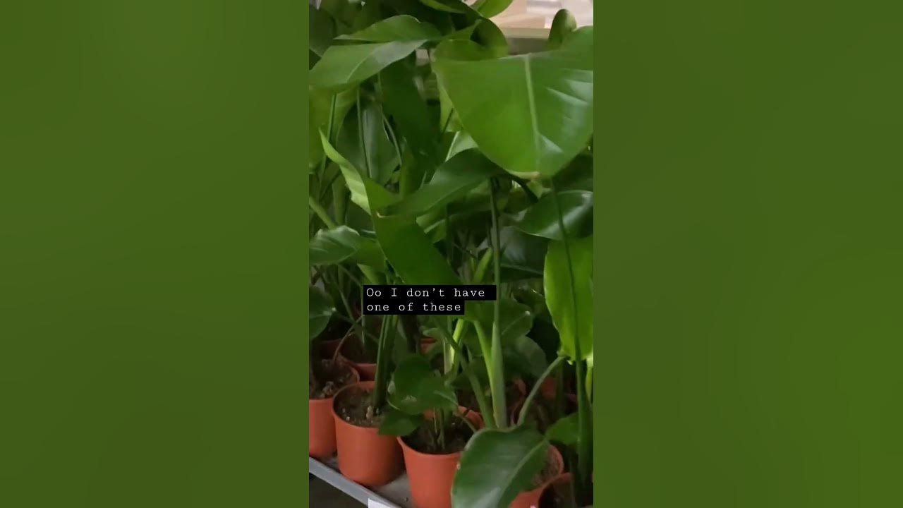 IKEA plants YouTube