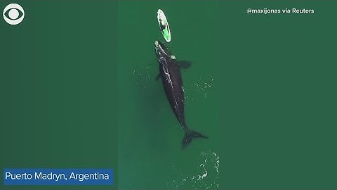 Whale swims alongside person on paddle board