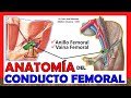 🥇 Anatomía del CONDUCTO FEMORAL (Vaina y Anillo Femoral). ¡Fácil y Sencilla!