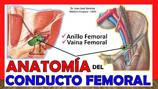 🥇 Anatomía del CONDUCTO FEMORAL (Vaina y Anillo Femoral). ¡Fácil y Sencilla!