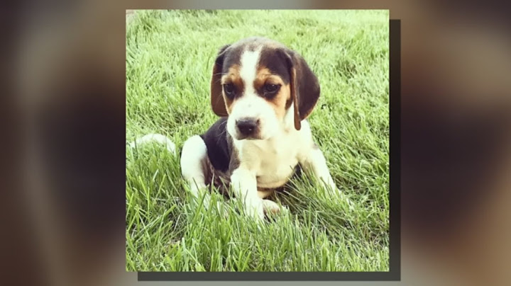 Stolen puppy returned home