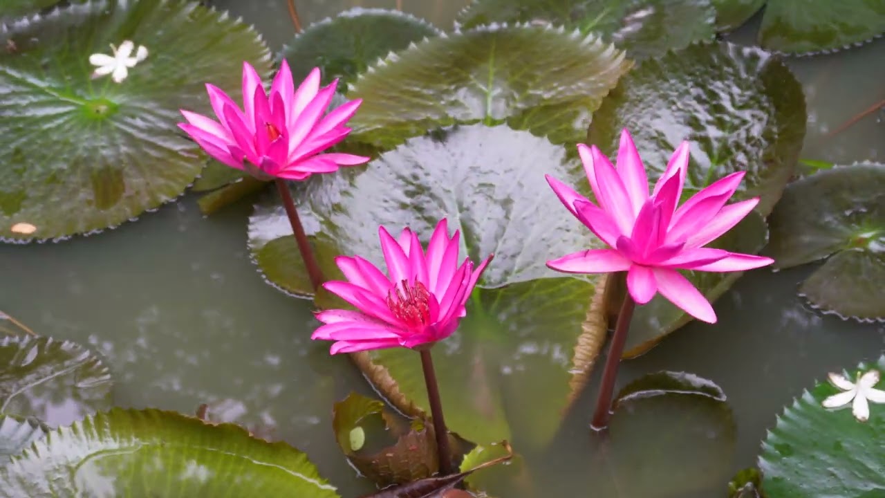 Nymphaea nouchali | Water lily | Pink lily | Blue lotus | Royalty free video by Stock View Studio