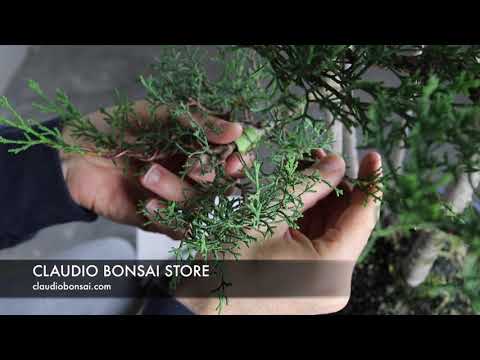 TUTORIAL FILO BONSAIS