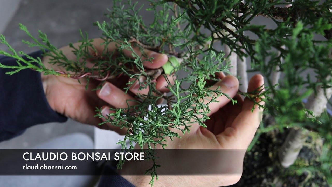 TUTORIAL FILO BONSAI