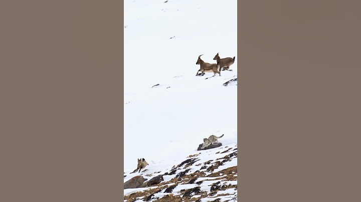 Snow Leopard Hunting In The Wild