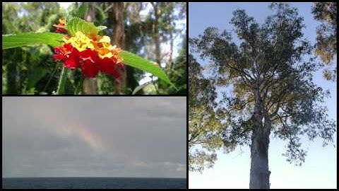 سورة الطارق ناصر الغامدي