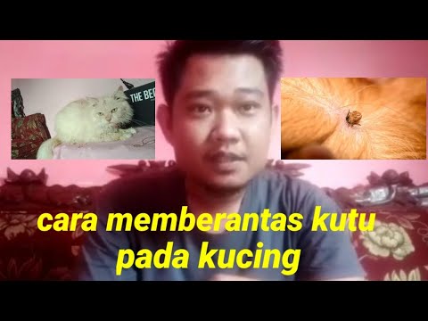 Video: Cara Mengobati Kutu Subkutan Pada Kucing