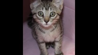 Izzy a darling tabby/bengal mix rescue kitten