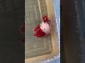 How to betta breed / step by steps#bettabreeding #petcare #subscribe #shorts#holi #vmhobbies