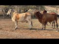 Toro  indubrasil haciendo la luzaina a la nueva novia 