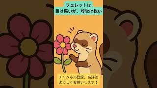 ちょっとタメになるフェレットの雑学② #ずんだもん #雑学 #shorts